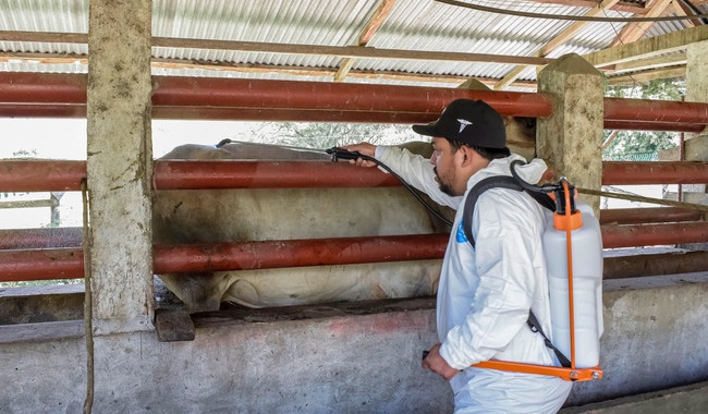 Reporta AGRICULTURA reducción del 57% en casos activos de Gusano Barrenador del Ganado Reporta AGRICULTURA reducción del 57% en casos activos de Gusano Barrenador del Ganado