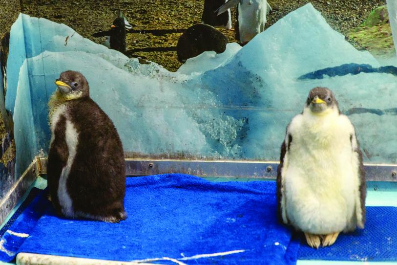 Acuario Inbursa, guardería para bebés pingüino Acuario Inbursa, guardería para bebés pingüino
