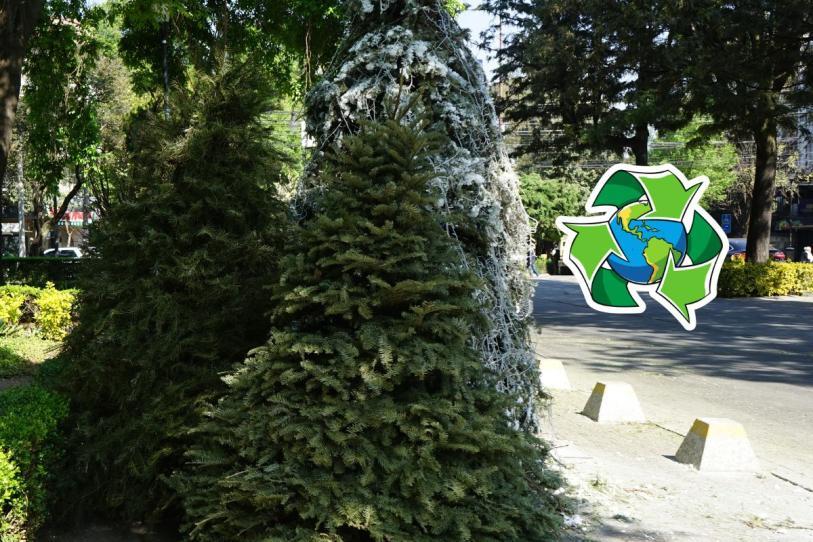 ¿Tu árbol de Navidad no es basura? Aquí te contamos por qué convertirlo en composta ¿Tu árbol de Navidad no es basura? Aquí te contamos por qué convertirlo en composta
