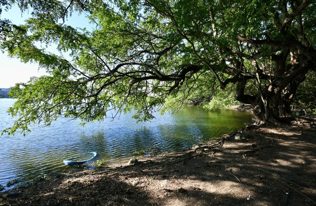 Inicia Ayuntamiento de Veracruz acciones permanentes para proteger su sistema lagunar Inicia Ayuntamiento de Veracruz acciones permanentes para proteger su sistema lagunar