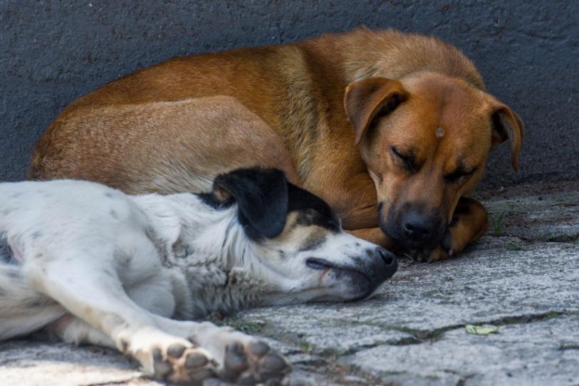 Congreso CDMX abre registro para foros ciudadanos sobre la nueva Ley de Refugios de Animales Congreso CDMX abre registro para foros ciudadanos sobre la nueva Ley de Refugios de Animales