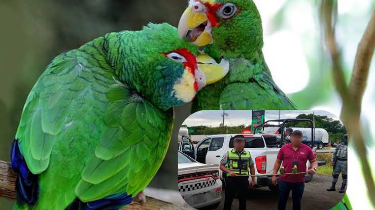 Rescatan loros que eran vendidos de manera ilegal en carretera Coatzacoalcos-Cárdenas