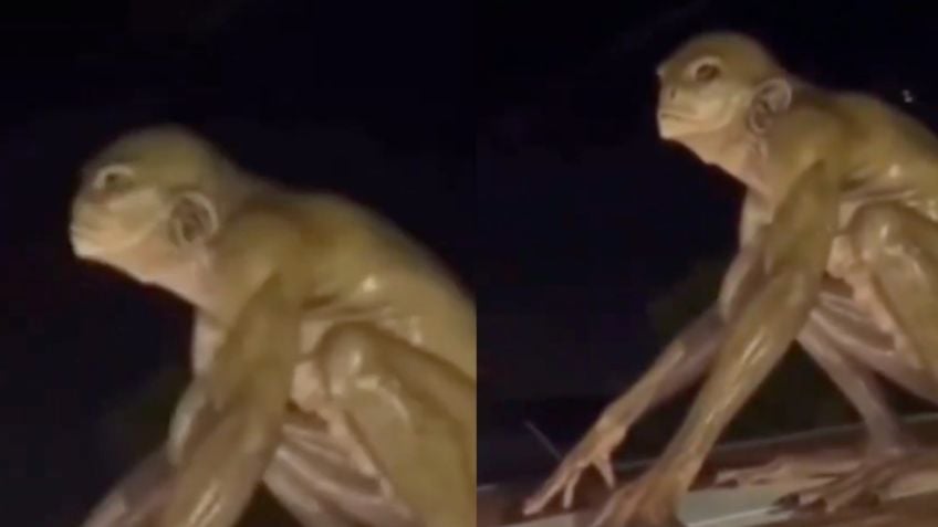 ¿Real o IA? La verdad sobre el supuesto alien reptiliano captado en el techo de una casa Monterrey ¿Real o IA? La verdad sobre el supuesto alien reptiliano captado en el techo de una casa Monterrey