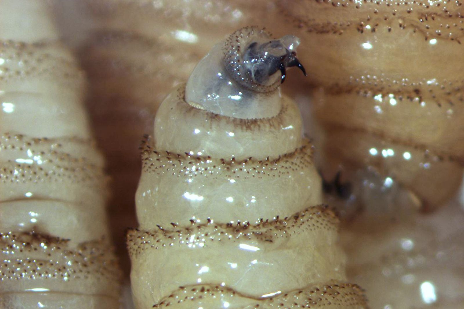 Alerta Sedarpa por aumento de mosca delgusano barrenador ante altas temperaturas Alerta Sedarpa por aumento de mosca delgusano barrenador ante altas temperaturas