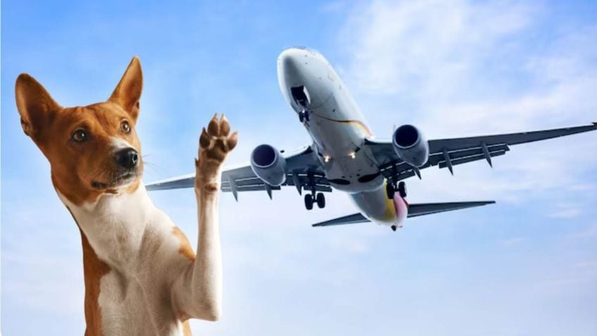 Paradoja en el aire: ¿por qué un perro de asistencia puede viajar cómodo y otro morir en la bodega? Paradoja en el aire: ¿por qué un perro de asistencia puede viajar cómodo y otro morir en la bodega?