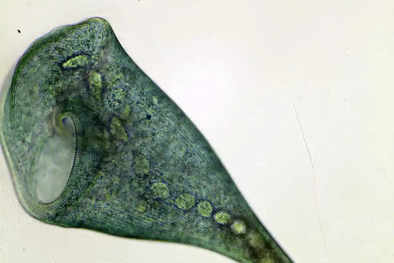 Un ser vivo con forma de trompeta demuestra que no hace falta un cerebro para ser inteligente Un ser vivo con forma de trompeta demuestra que no hace falta un cerebro para ser inteligente