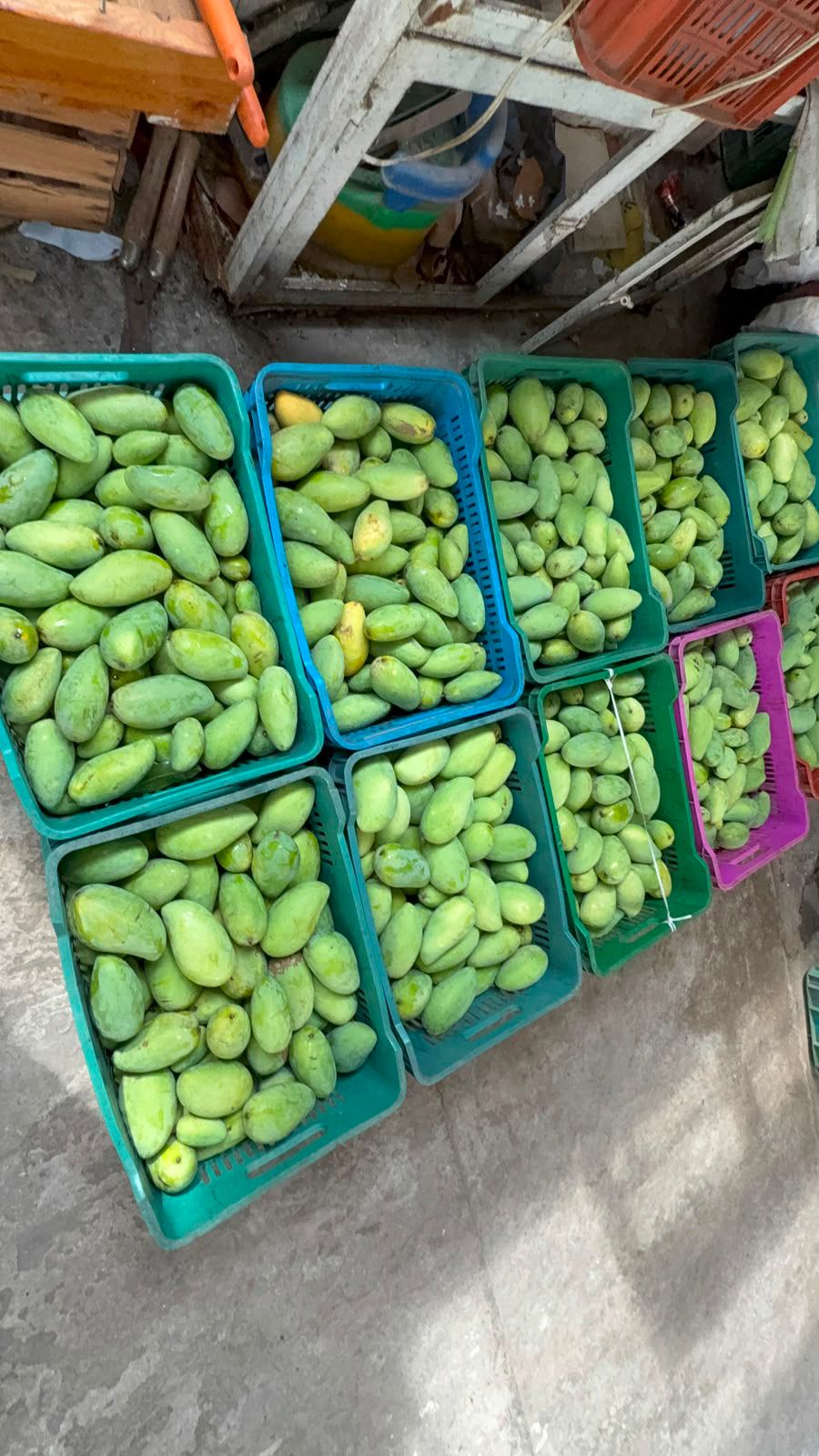 Clima acelera maduración de mango en Actopan; productores acusan pérdidas Clima acelera maduración de mango en Actopan; productores acusan pérdidas