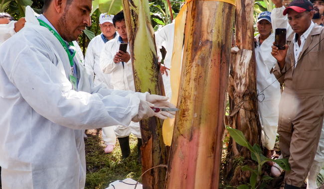 AGRICULTURA brinda acompañamiento permanente a las y los productores para proteger el cultivo de plátano AGRICULTURA brinda acompañamiento permanente a las y los productores para proteger el cultivo de plátano