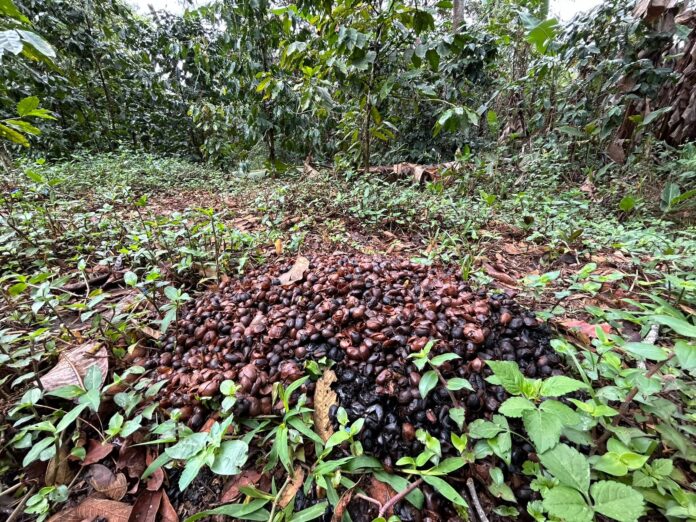 Exigen cafetaleros activar Comisión Nacional de Precios y frenar importaciones Exigen cafetaleros activar Comisión Nacional de Precios y frenar importaciones