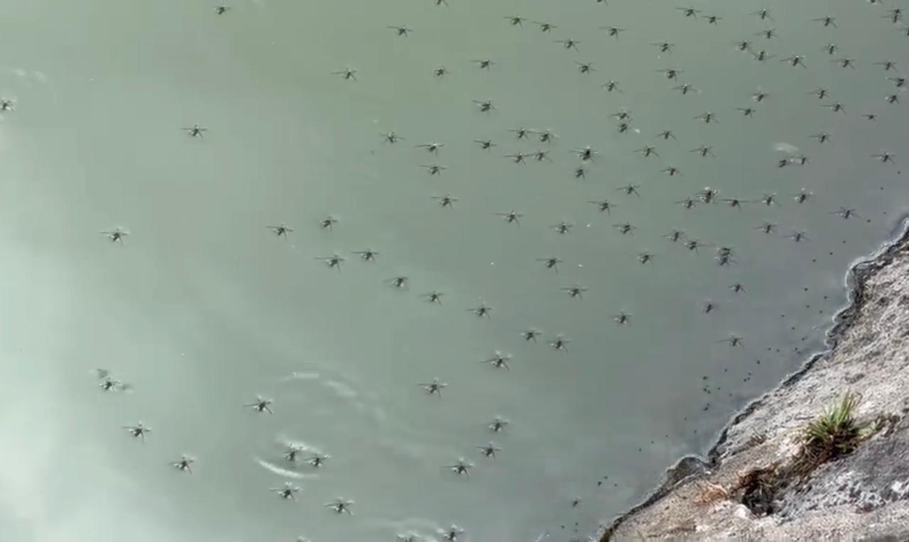 Jurisdicción Sanitaria reporta cero casos dedengue en región capitalJurisdicción Sanitaria reporta cero casos de dengue en región capital – Hora CeroJurisdicción Sanitaria reporta cero casos dedengue en región capital Jurisdicción Sanitaria reporta cero casos dedengue en región capitalJurisdicción Sanitaria reporta cero casos de dengue en región capital – Hora CeroJurisdicción Sanitaria reporta cero casos dedengue en región capital