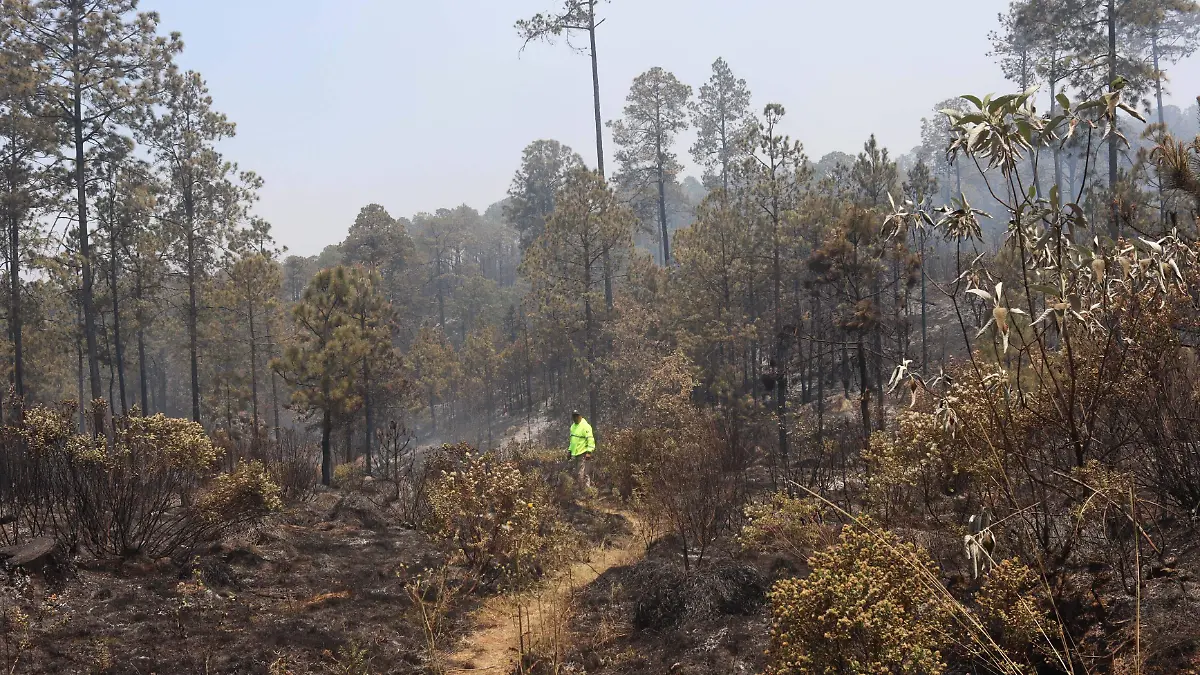 Veracruz pierde más de 13 mil hectáreas de bosque al año: expertos dan el diagnóstico para salvar ecosistemas Veracruz pierde más de 13 mil hectáreas de bosque al año: expertos dan el diagnóstico para salvar ecosistemas