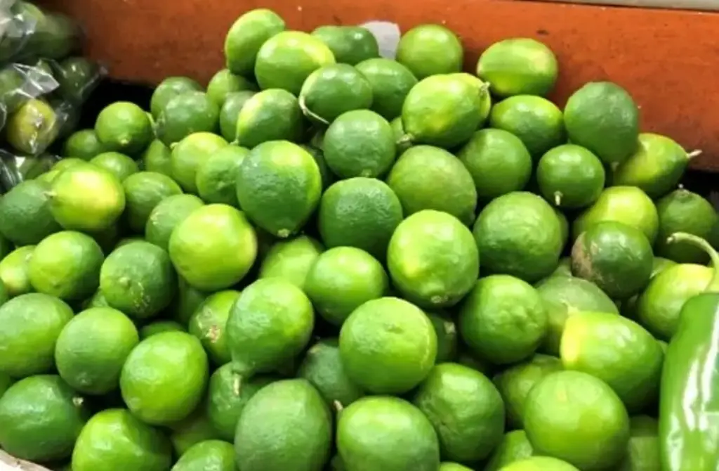 De Veracruz para el mundo: Productores exportan 21,4 toneladas de limón persa a Rusia De Veracruz para el mundo: Productores exportan 21,4 toneladas de limón persa a Rusia
