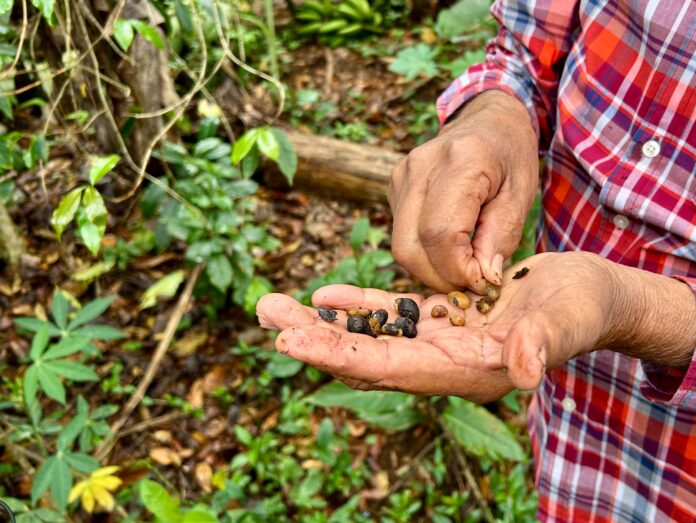 Productores de Coatepec acusan competencia desleal
