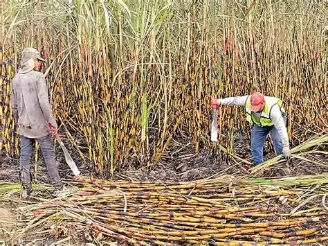 Amarillamiento de caña afecta 10 mil hectáreas en Veracruz Amarillamiento de caña afecta 10 mil hectáreas en Veracruz