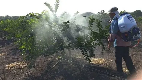 Modesto Velázquez: Citricultores fortalecen cuidados ante enfermedades del limón. Modesto Velázquez: Citricultores fortalecen cuidados ante enfermedades del limón.