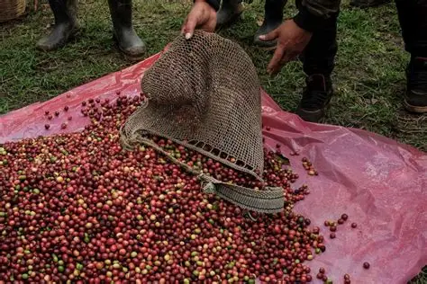 Importación de café desplaza a productores de Veracruz, acusan cafetaleros Importación de café desplaza a productores de Veracruz, acusan cafetaleros