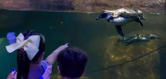 Aquarium de Veracruz ofrece 15% de descuento en el Taller de Verano Aquarium de Veracruz ofrece 15% de descuento en el Taller de Verano