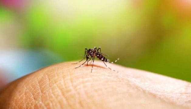 Registra Veracruz 561 casos confirmados de dengue; reportan 2 defunciones Registra Veracruz 561 casos confirmados de dengue; reportan 2 defunciones