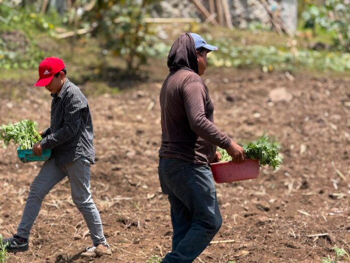 Peligra producción de cempasúchil para Día de Muertos por sequía