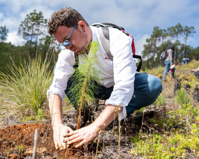 Planta Sedema mil árboles en San Juan del Monte Planta Sedema mil árboles en San Juan del Monte