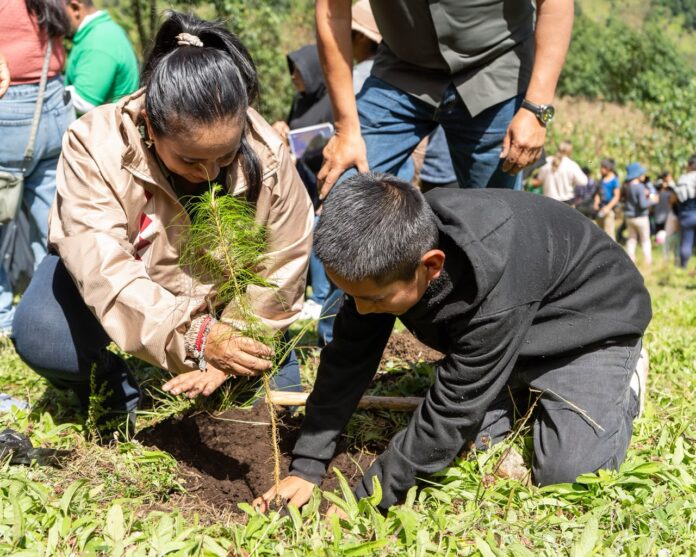Sedema y Alpatláhuac reforestan 55.5 hectáreas en las Altas Montañas Sedema y Alpatláhuac reforestan 55.5 hectáreas en las Altas Montañas