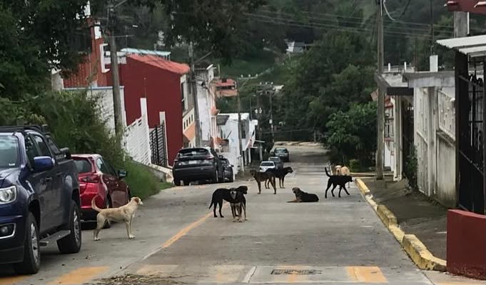 Ayuntamiento de Xalapa descarta redadas y sacrificios de animales