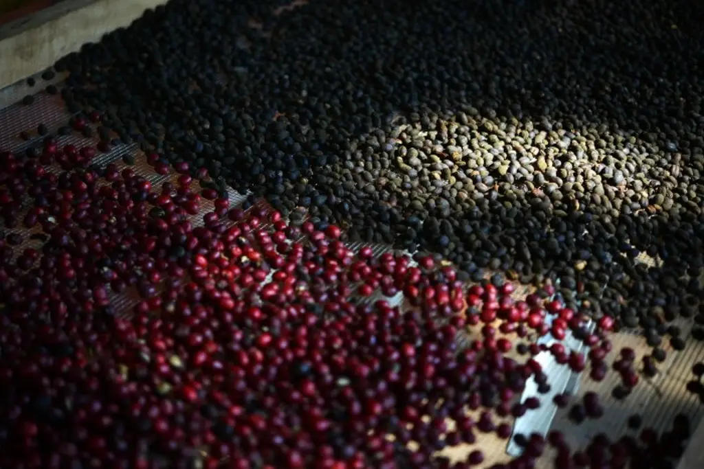 Alza de precios del café no llega a productores veracruzanos; esto es lo que exigen Alza de precios del café no llega a productores veracruzanos; esto es lo que exigen